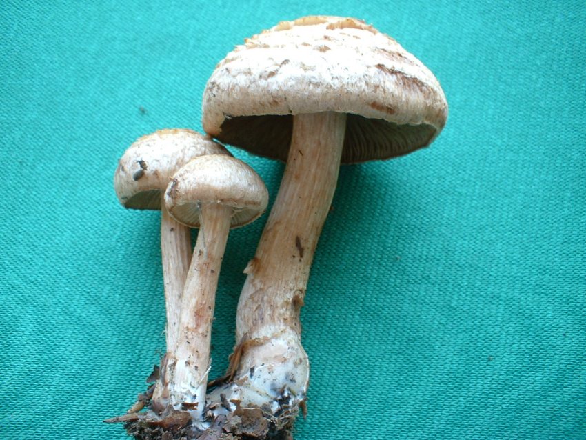 Inocybe bongardii